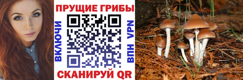 купить   Отрадное  Псилоцибиновые грибы Cubensis 